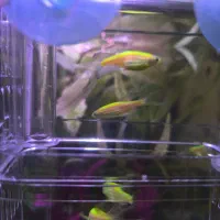 ماهی زبرا سوپر باله|ماهی|زنجان, |دیوار