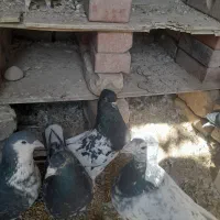 کفترا نر ماده