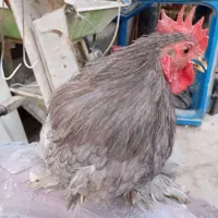 مرغ و خروس کوشین|حیوانات مزرعه|کازرون, |دیوار