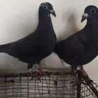 جوجه تازه دون خور|پرنده|برازجان, |دیوار