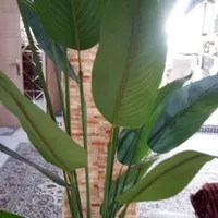 پرنده بهشتی وارداتی
