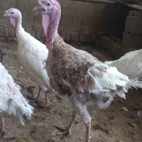 بوقلمون نژادبرنز نروماده|حیوانات مزرعه|مشهد, اروند|دیوار