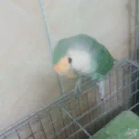 کوتوله|پرنده|اصفهان, فردوان|دیوار