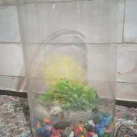 اکواریوم دایره سالم سالم|ماهی|ملایر, |دیوار