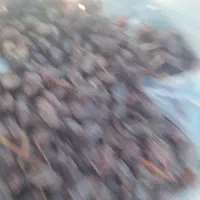 فروش کشمش و فخری دسته چین اینا وانگور دوشاب|خوردنی و آشامیدنی|ملکان, |دیوار