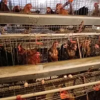 مرغ تخمگذار گلپایگانی|حیوانات مزرعه|بندر انزلی, لیچارگی حسن رود|دیوار