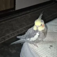 عروس هلندی|پرنده|یزد, |دیوار