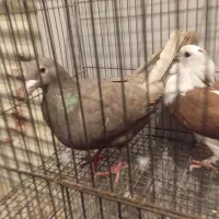 معاوضه با جوجه مغلوف