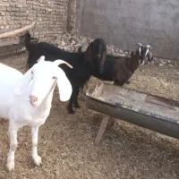 سلام ۳دانه یکساله آبستن سنگین قیمت دانه ۱۲ تومن|حیوانات مزرعه|تربت جام, معدآباد|دیوار