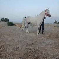 نریان پایه دره شوری نوه طوفان سالار تفت|اسب و تجهیزات اسبسواری|یزد, |دیوار