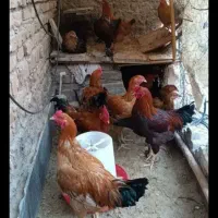 فروش خروس جوان سالم وسنگین وزن|حیوانات مزرعه|هشتگرد, هشتگرد قدیم|دیوار