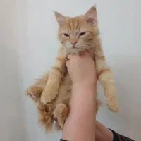 واگذاری|گربه|اردبیل, |دیوار