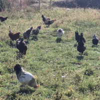 حدودا 40 عدد خروس بچع سالم