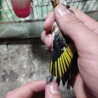 جوجه سهره|پرنده|بندرعباس, |دیوار