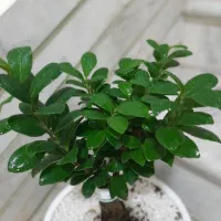 گل بونسای زیبا|گل و گیاه طبیعی|نظرآباد, نظرآباد|دیوار