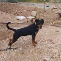 سگ روتوایلر|سگ|پلنگ آباد, |دیوار