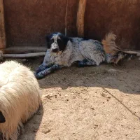 واگذاری سگ|سگ|لاران, |دیوار