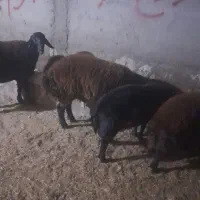 نر بره افشار