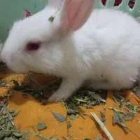 خرگوش