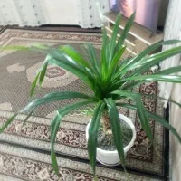 گل پاندانوس بزرگ|گل و گیاه طبیعی|دینور, |دیوار