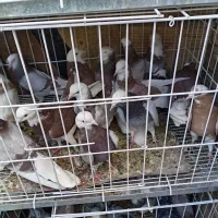 شازده ملقی|پرنده|کرمان, |دیوار