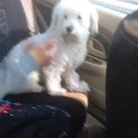 یک سگ پیدا شده