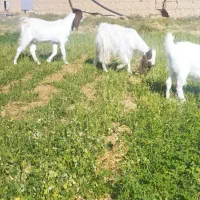 بز و بزغاله پاکستانی