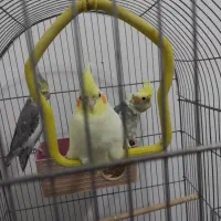 عروس هلندی لوتینو ومرغ عشق