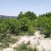 باغ-انگور-با-دیوار-جواز-دار-پول-لازم-رباط-کریم