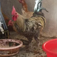 خروس جوان خوش تیپ...
