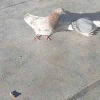 فروش 5 عدد کبوتر نرو ماده|پرنده|محلات, |دیوار