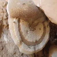 عسل کوهی