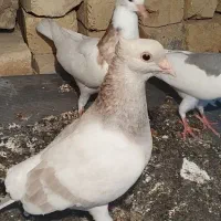 کبوتر نقره ای|پرنده|کوه چنار, |دیوار