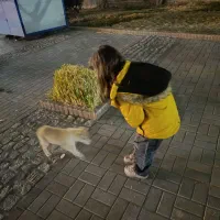 سگ پیدا شده