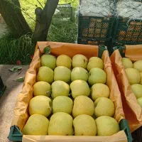 ۲۰ نفر اکیپ کارگر اماده ایم برای کارباغ