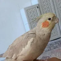 عروس هلندی