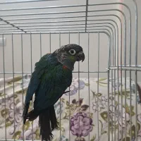 کریمسون ماده