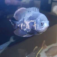 ماهی اسکار|ماهی|مریوان, |دیوار