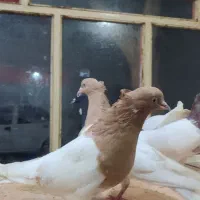 کبوتر کله ای