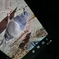 چپ سوسنی ماده