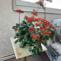 گل های طبیعی|گل و گیاه طبیعی|ابهر, |دیوار