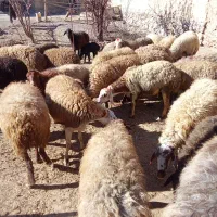 شیشک یامیش جوان ابستن