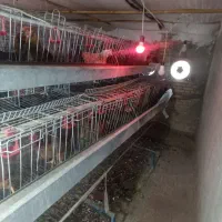 قفس مرغ تخم گذار