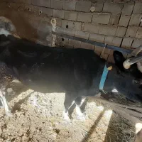 گاو با گوساله نر سمینتال|حیوانات مزرعه|پایین هولار, |دیوار