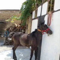 فروش کره اسب