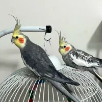 عروس هلندی با قفس