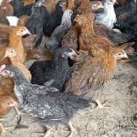 جوجه مرغ و خروس