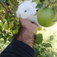 خرگوش لوپ|موش و خرگوش|مهاباد (آذربایجان غربی), |دیوار