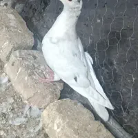 کفتر یا کبوتر|پرنده|اقبالیه, |دیوار