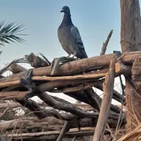 کبوتر سبز و مگس و رنگی|پرنده|خاش, |دیوار
